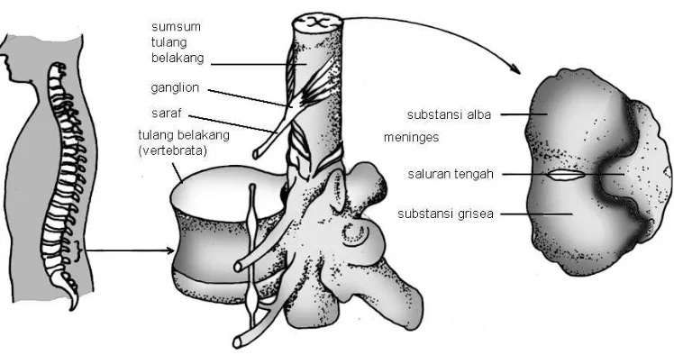 Gambar 3.6  Penampang dan struktur sumsum tulang belakang