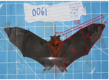 Gambar 5.  Foto sayap kelelawar dengan indikasi dimensi sayap  