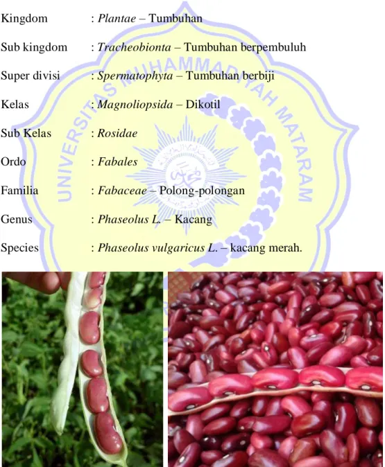 Gambar 1. Kacang Merah (Dark Red Kidney Beans) 