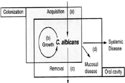 Gambar  2. Hubungan  antara  faktor yang mempengaruhi   kolonisasi Candida  dalam rongga mulut; (a)  akuisisi, (b) pertumbuhan, (c) penghilangan, (d) kerusakan jaringan (dimodifikasi dari Cannon Chaffin) 6   