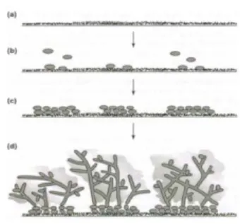 Gambar 5. Formasi biofilm Candida; (a) permukaan yang tidak aktif, (b) awal adhesi Candida pada   Permukaan (c) formasi dari lapisan dasar mikrokoloni Candida (d) biofilm matur berisi hifa dan matrik  (dikutip dari Hendriques) 15