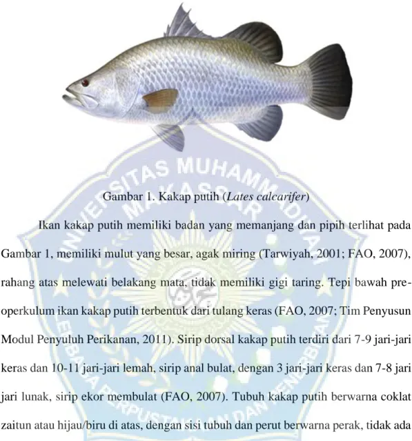 Gambar 1. Kakap putih (Lates calcarifer) 