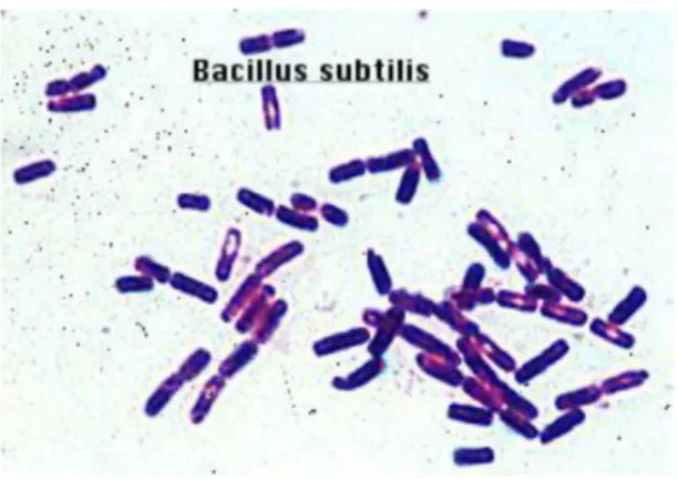 Gambar 2. Bacillus sp (Jawetz dkk 2005:285) 