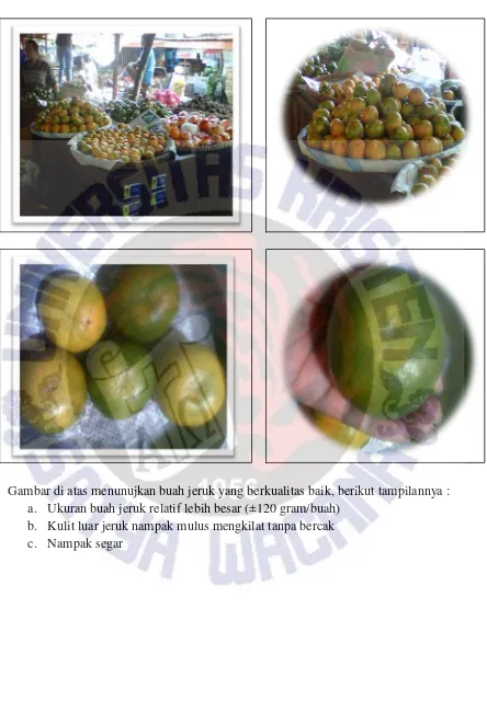 Gambar di atas menunujkan buah jeruk yang berkualitas baik, berikut tampilannya : 