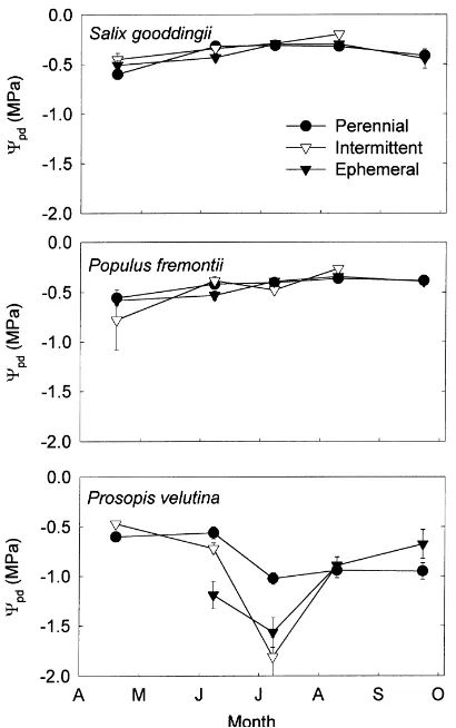 Fig. 5. Mean predawn leaf water potential (Ψ pd) of Salix good-dingii, Populus fremontii, and Prosopis velutina along perennialand intermittent reaches, and an ephemeral tributary of the SanPedro River in southeastern Arizona in 1997