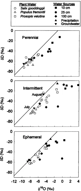 Fig. 2. δD–δ18O values from trees, soil, groundwater, and rain-fall in August 1997 along perennial and intermittent reaches andan ephemeral tributary of the San Pedro River in southeasternArizona