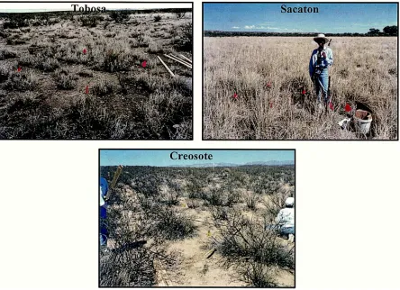 Fig. 2. Photographs of the three experimental sites in the USPB in southeast Arizona, named by the dominant vegetation type: Tobosa (H.mutica), Sacaton (S