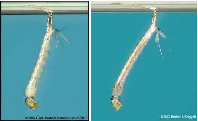 Gambar 2.1 Telur Aedes aegypti dan Aedes albopictus