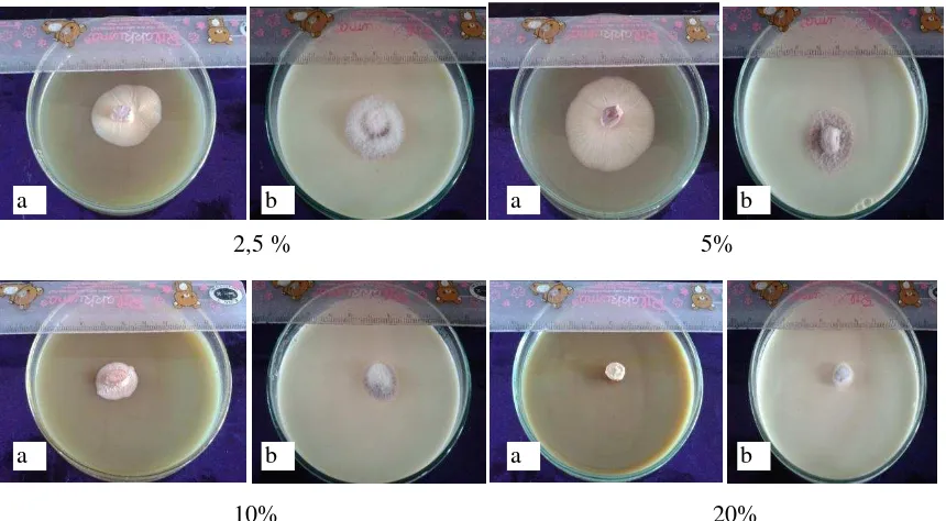 Gambar 2 Kontrol negatif pada uji daya hambat ekstrak Marchantia geminata terhadap pertumbuhan cendawan Fusarium oxysporum
