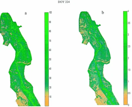 Fig. 2. Spatial distribution of green vegetation cover (a) and GLAI (b) derived from TMS images (3 m resolution) over a portion of theSan Pedro basin near the Lewis Springs, AZ.