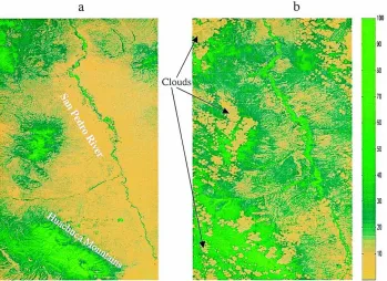 Fig. 3. Green vegetation cover maps derived from TM imagery of: (a) 21 April 1997, DOY 111; (b) 12 September 1997, DOY 255.