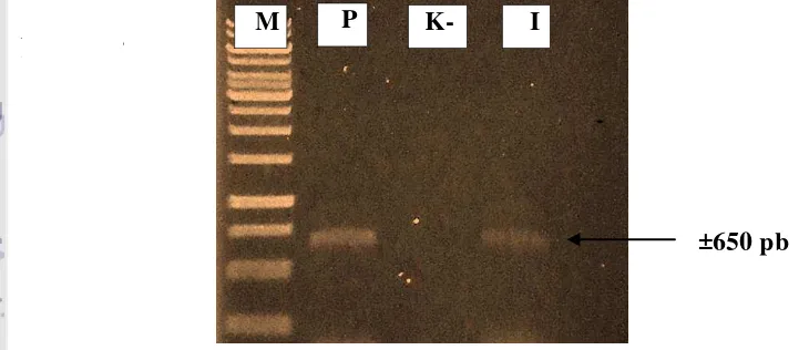 Gambar 2  Hasil amplifikasi DNA virus dari sampel tanaman wortel bergejala penyakit daun merah