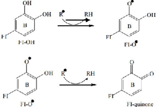 Gambar 4 . Reaksi penangkapan radikal bebas oleh senyawa flavonoid (Pietta, 2000)  