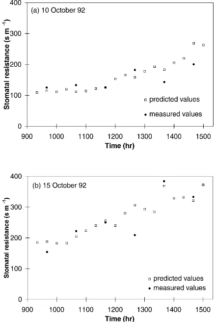Fig. 2. For 2 days of October 1992 (10 and 15), diurnal courseof stomatal resistance of15:00 hours, as predicted by the model on a 20 min basis andas measured by a porometer on an hourly basis (data taken from Guiera senegalensis between 9:00 andHanan and Prince (1997)).