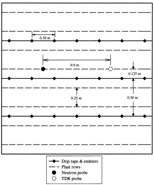 Fig. 1. Location of TDR and neutron probes relative to drip tape, emitters, and plant rows.