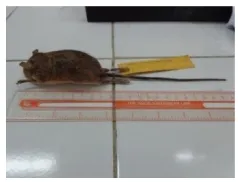 Gambar 7. Chiropadomys cf. major