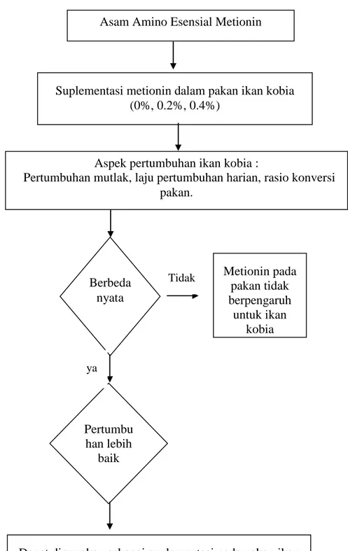 Gambar 1. Kerangka Pikir Penelitian  Suplementasi metionin dalam pakan ikan kobia 