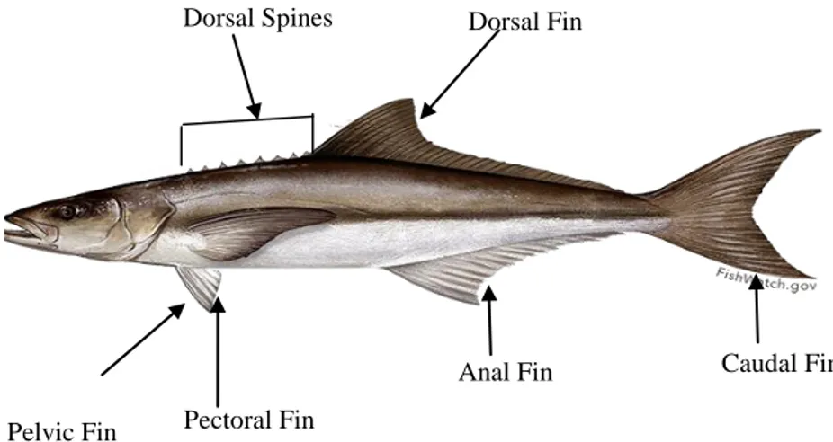 Gambar 2. Morfologi Ikan kobia (Rachycentron canadum) 