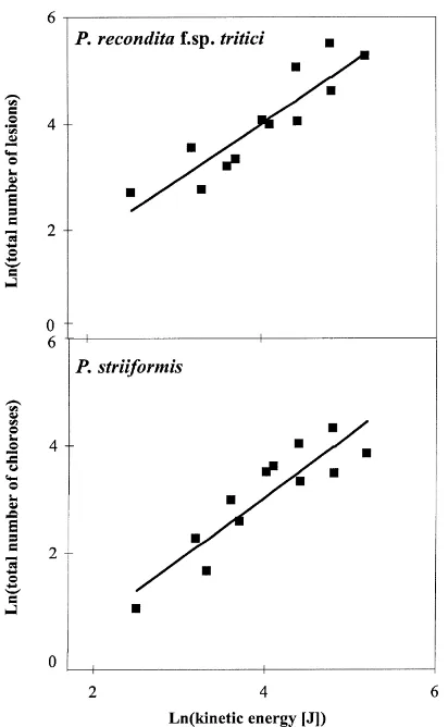 Fig. 6. The relationship between the total kinetic energy of incidentdrops,brown rust lesions or yellow rust chloroses subsequently producedon trap plants