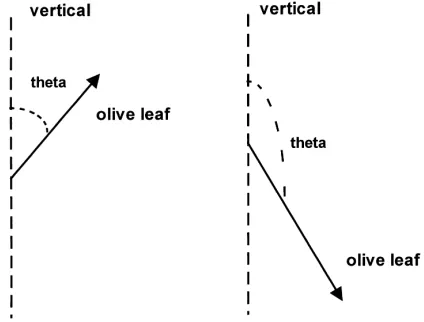 Fig. 1. Scheme of the olive leaf angle measurement.