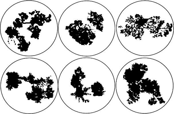 Fig. 1. Images of crown projected areas typifying the asymmetrical group (six above) and symmetrical group (six below)