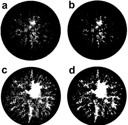 Fig. 3. Comparison of sharpened (a, c) and unsharpened (b, d),digitised images of E. globulus canopies at Collie (a, b) andMandurah (c, d)