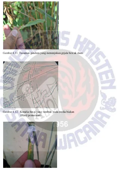 Gambar 4.11. Tanaman gandum yang menunjukan gejala bercak daun  