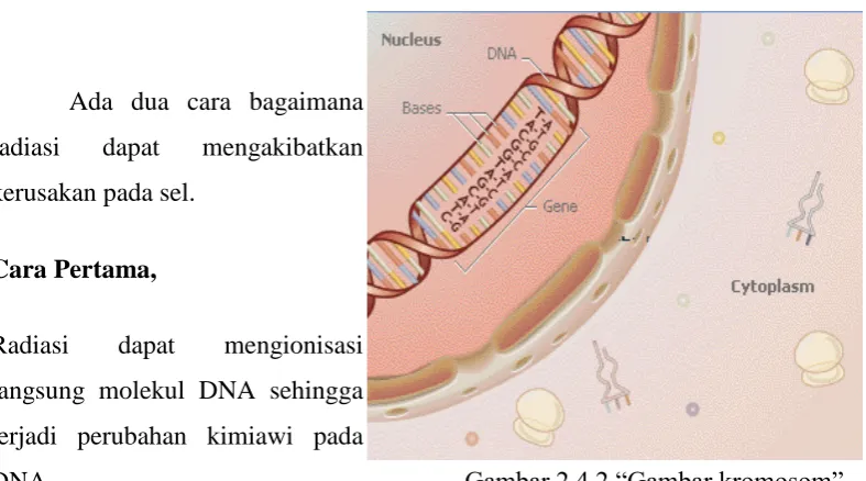 Gambar 2.4.1 “Gambar sel” 