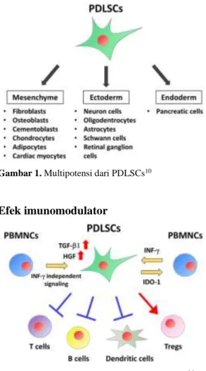 Gambar 1. Multipotensi dari PDLSCs 10 