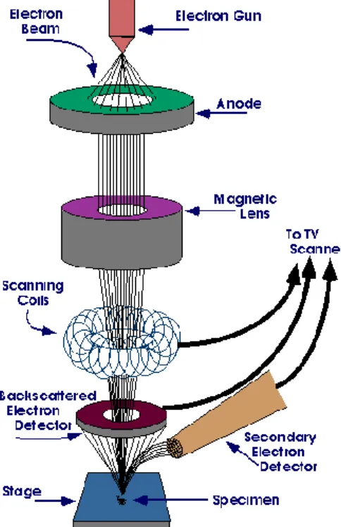 Gambar 2. 7 Skema Scanning Electron Microscopy (SEM) [9]  