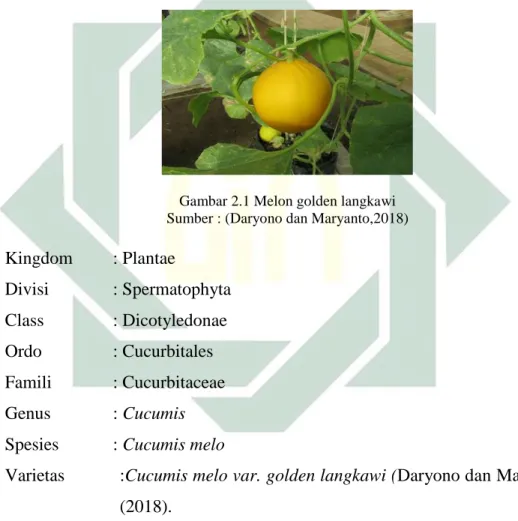 Gambar 2.1 Melon golden langkawi  Sumber : (Daryono dan Maryanto,2018) 
