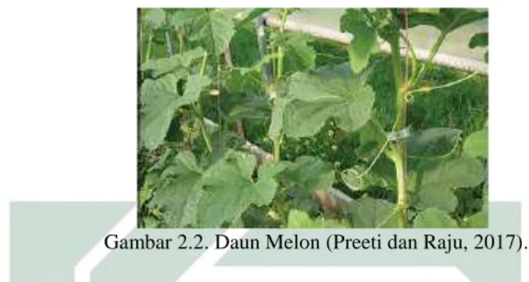 Gambar  2.3  Bunga  melon  Jantan  (a),  Bunga  melon  Betina  (b),  dan  Bunga  melon     hermaprodit (c) (Girek et al., 2013) 