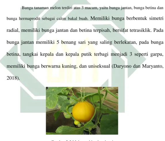 Gambar 2.5 Melon golden langkawi  Sumber : (Daryono dan Maryanto,2018) 
