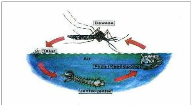 Gambar 2.2. Metamorfosis sempurna Aedes aegypti 