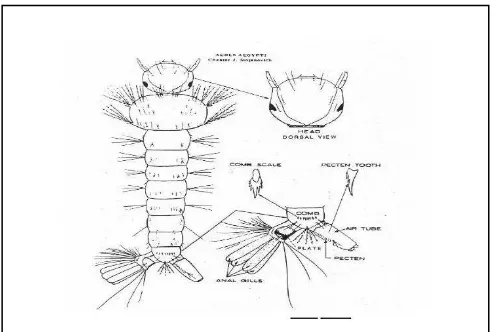 Gambar 2.4. Larva Aedes aegypti 
