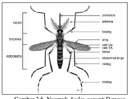 Gambar 2.6. Nyamuk Aedes aegypti Dewasa 