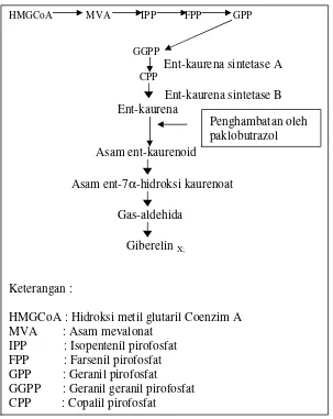 Gambar 3. Posisi Penghambatan Sintesis Giberelin oleh Paklobutrazol 