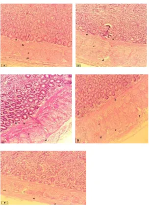 Gambar 2. Struktur tunika submukosa, tunika  muskularis externa dan tunika serosa ayam broiler  kelompok K, P1, P2, P3 dan P4