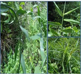 Gambar 9. Rotan hutan ($�������%�������Blume) 