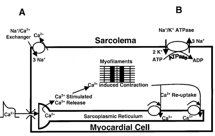 Illustration presenting effect of ouabain on myocardial contractility. Ouabain inhibitsFIG