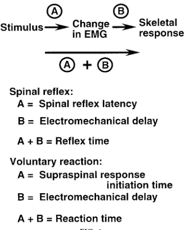 FIG. 2.Temporal partitioning of a skeletal response to a stimulus.