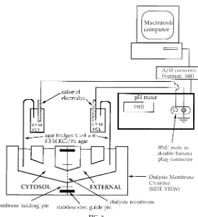 FIG. 2.The experimental apparatus consists of a dialysis membrane chamber,