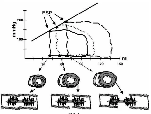 FIG. 4.Pressure-volume (P-V) relations of left ventricle at varying EDV generated