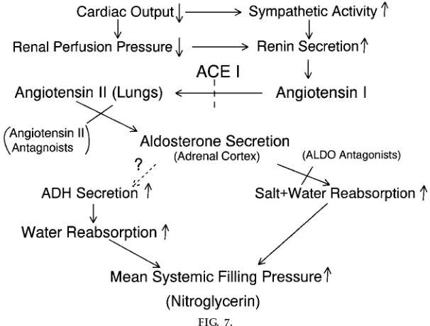 FIG. 7.Neurohumoral mechanisms during heart failure. The decrease in pump