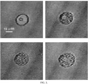 FIG. 2.Morphological changes during mast cell degranulation induced by sapo-