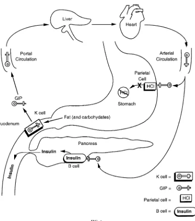 FIG. 8.Summary of mechanisms of GIP. GIP is released into portal circulation to liver in response to fats