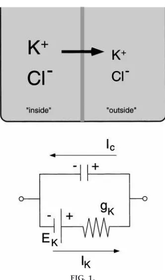 FIG. 1.The concentration gradient is drawn as a battery. TheUse of an equivalent circuit to represent a simple
