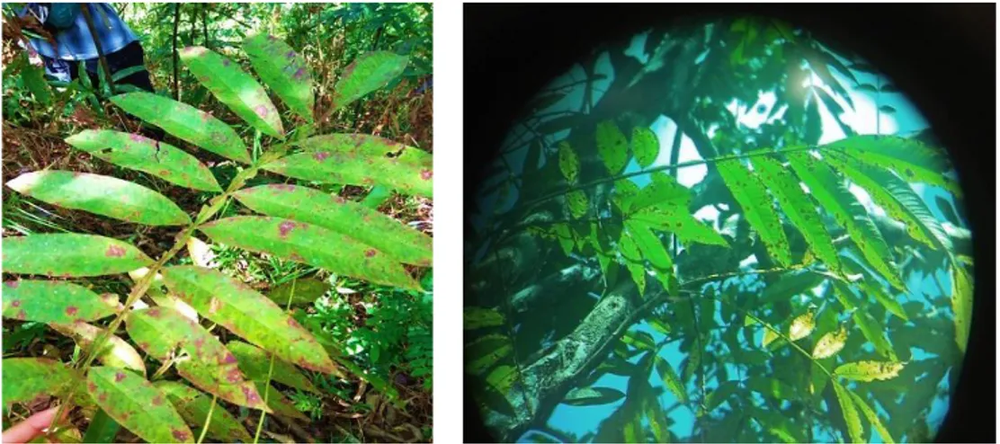 Gambar 4. Contoh kerusakan daun  terjadi pada tegakan sungkai (Peronema canescens Jack)  Kerusakan  daun  yang  terjadi  pada 