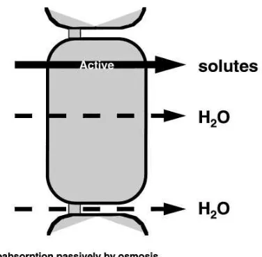 FIG. 1.Isosmotic volume reabsorption in proximal tubule.