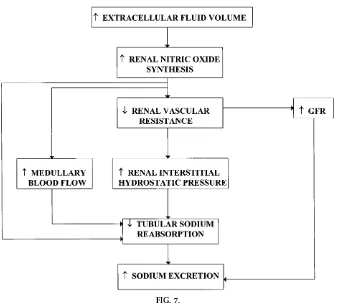 FIG. 7.Mechanism whereby nitric oxide increases sodium excretion in response to